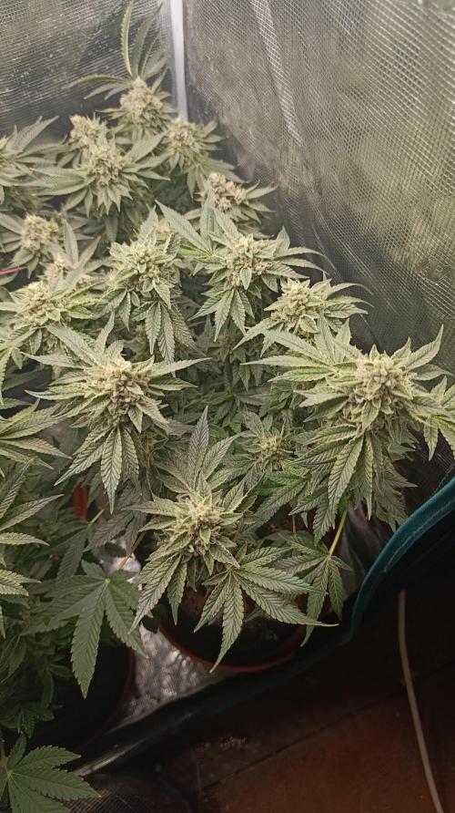 GokuZ OG Test & Marshydro. Week 14