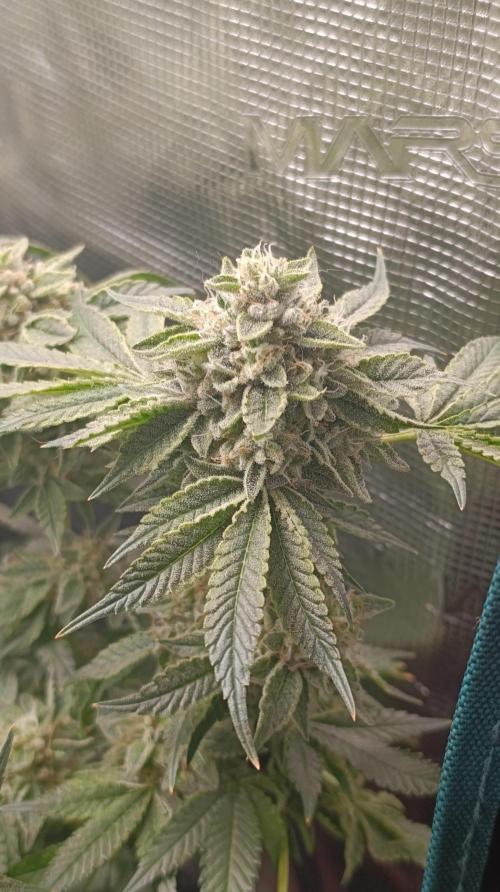 GokuZ OG Test & Marshydro. Week 14