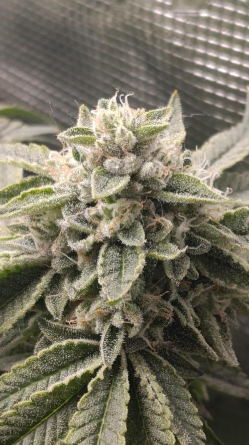 GokuZ OG Test & Marshydro. Week 14