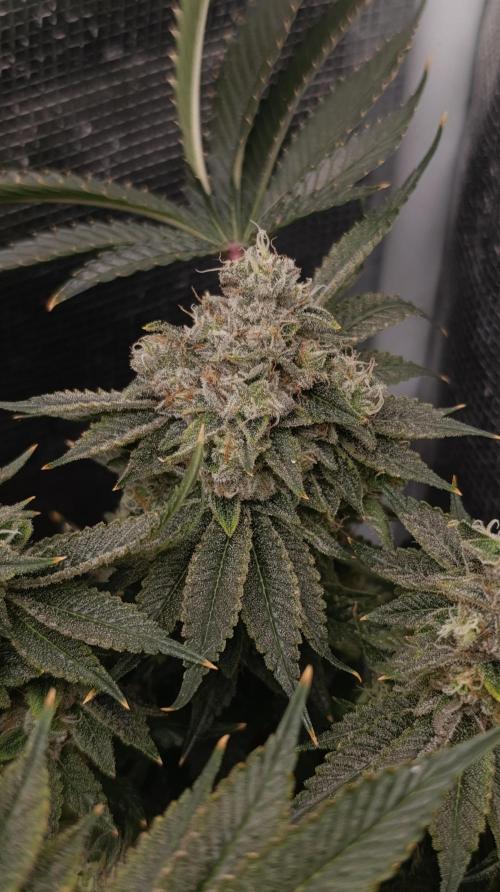 GokuZ OG Test & Marshydro. Week 14