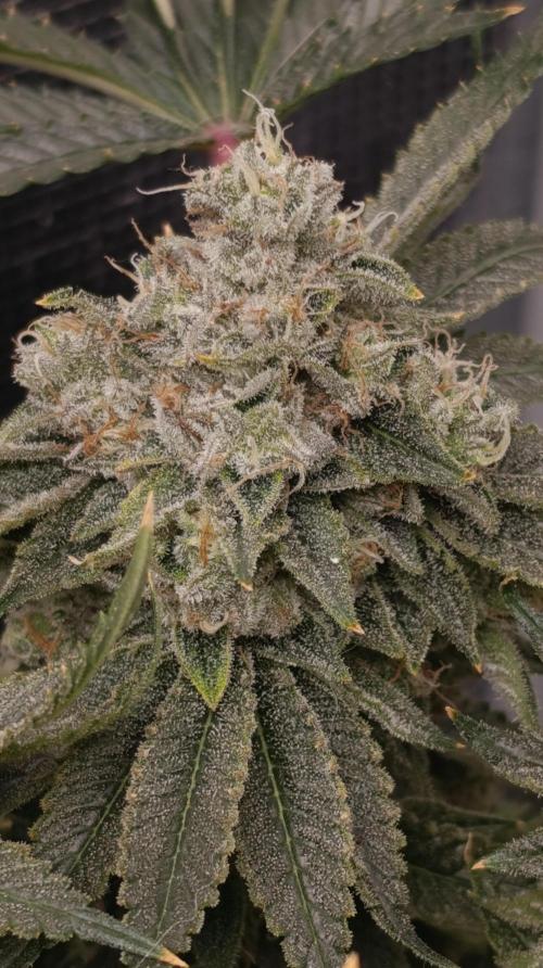 GokuZ OG Test & Marshydro. Week 14