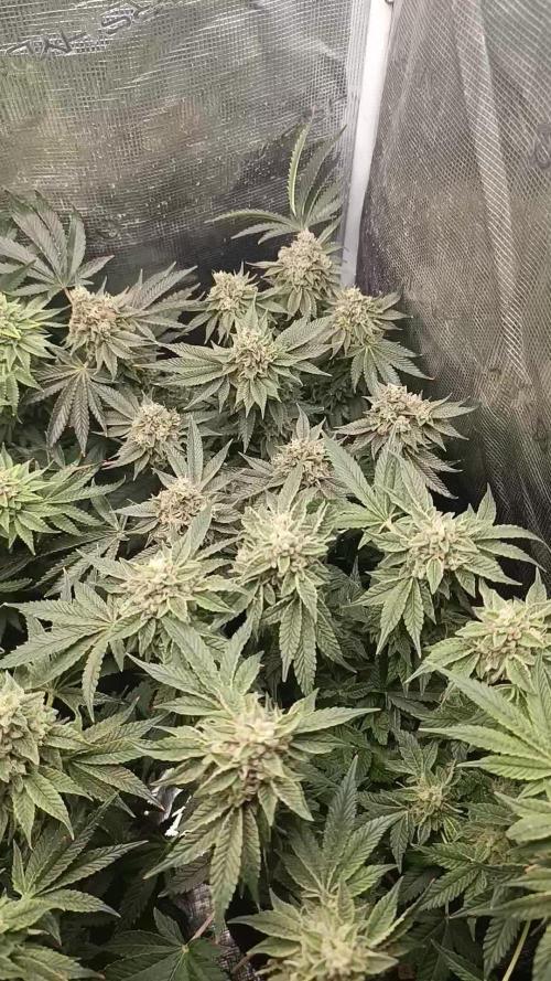 GokuZ OG Test & Marshydro