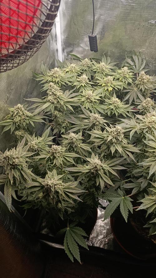 Zour MelonZ Test & Xpertnutrients. Week 14