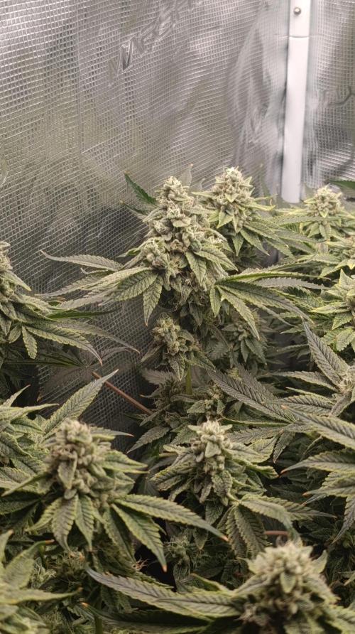 Zour MelonZ Test & Xpertnutrients. Week 14