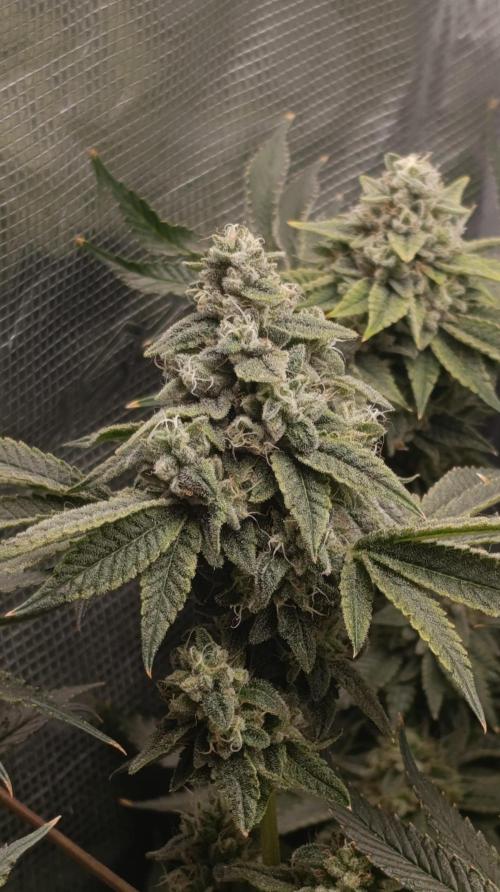 Zour MelonZ Test & Xpertnutrients. Week 14
