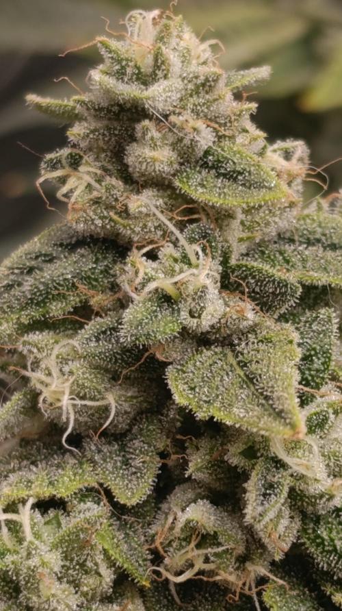 Zour MelonZ Test & Xpertnutrients. Week 14