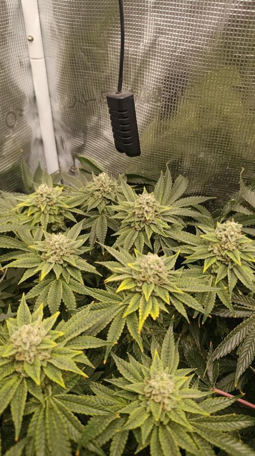 Zour MelonZ Test & Xpertnutrients. Week 14