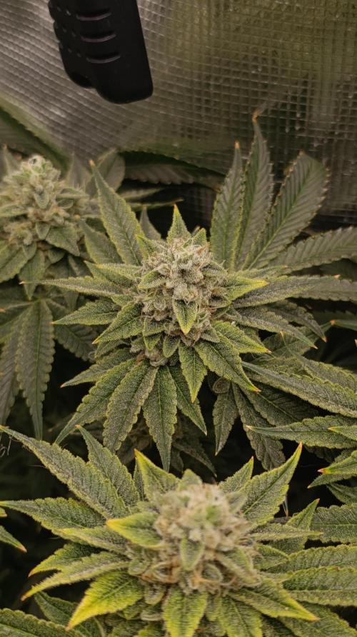 Zour MelonZ Test & Xpertnutrients. Week 14