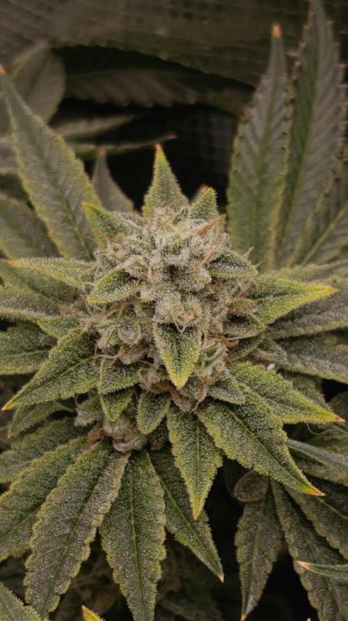 Zour MelonZ Test & Xpertnutrients. Week 14
