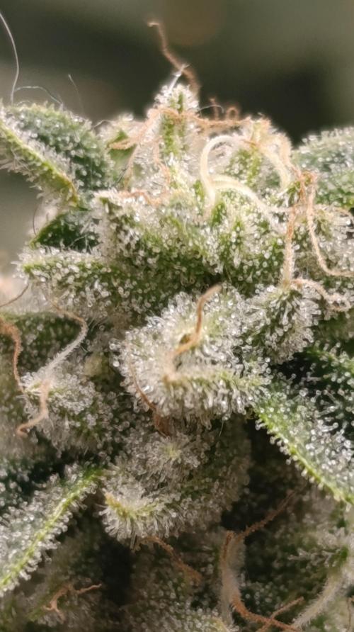Zour MelonZ Test & Xpertnutrients. Week 14