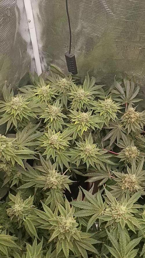 Zour MelonZ Test & Xpertnutrients