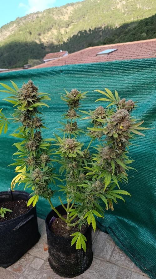 Banana Fumes. Week 16