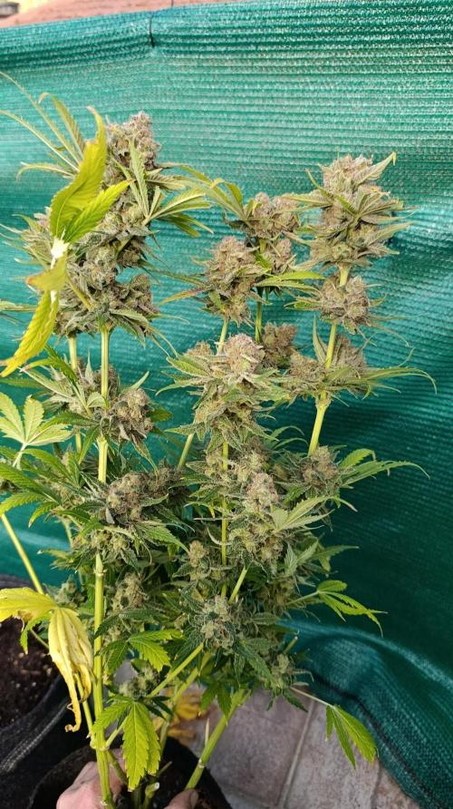 Banana Fumes. Week 16