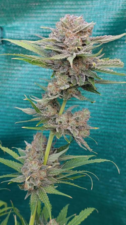 Banana Fumes. Week 16
