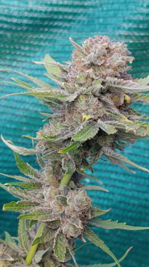 Banana Fumes. Week 16