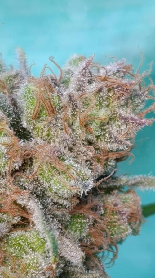 Banana Fumes. Week 16