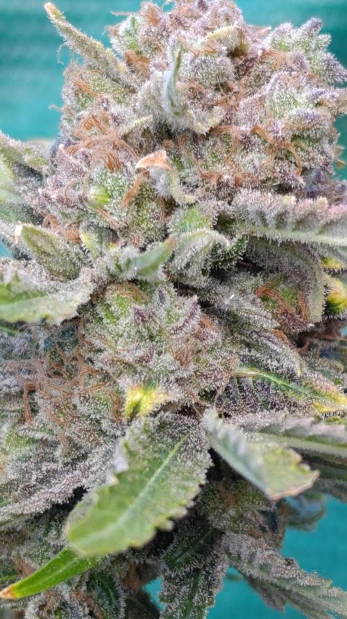 Banana Fumes. Week 16