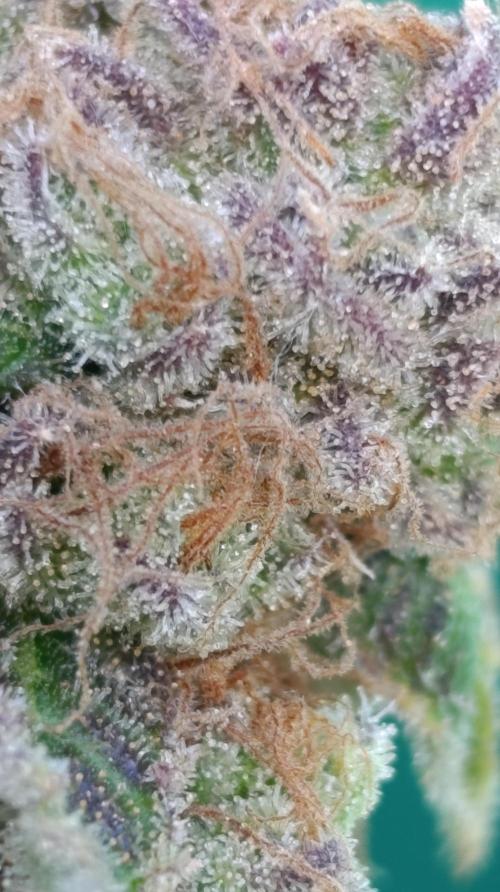 Banana Fumes. Week 16
