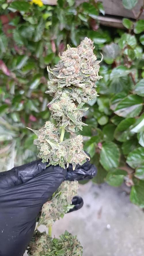 Banana Fumes