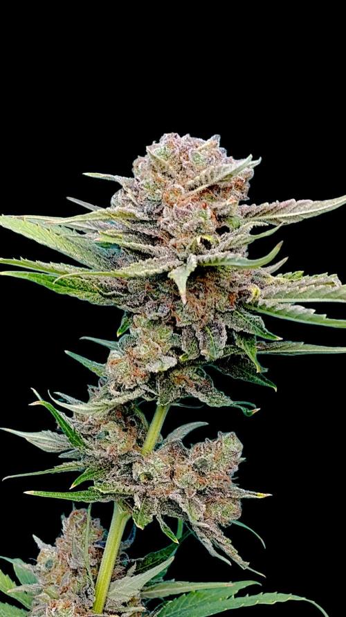 Banana Fumes. Week 16