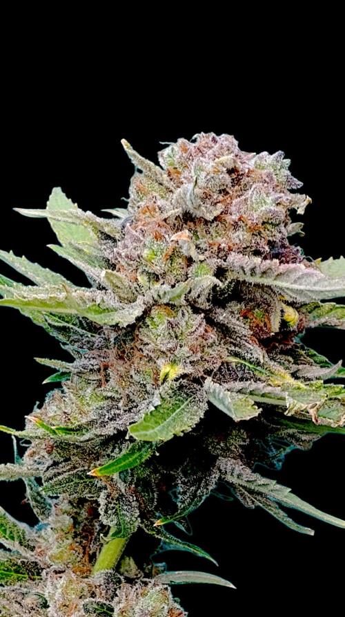 Banana Fumes. Week 16