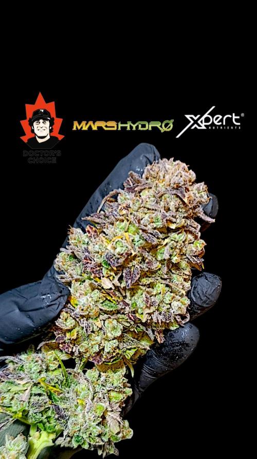 Sour Puffs Xpertnutrients. Week 17