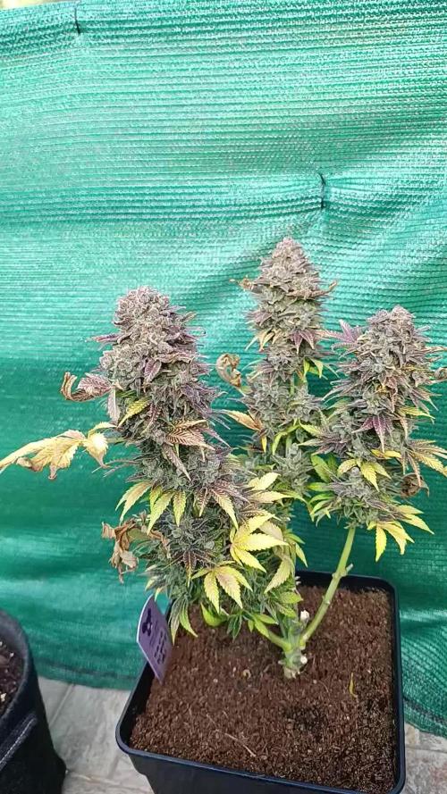Sour Puffs Xpertnutrients