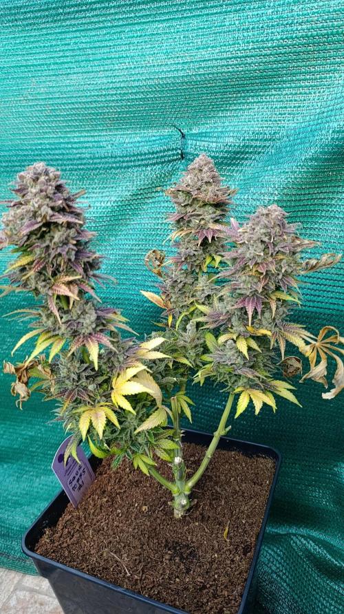 Sour Puffs Xpertnutrients. Week 17