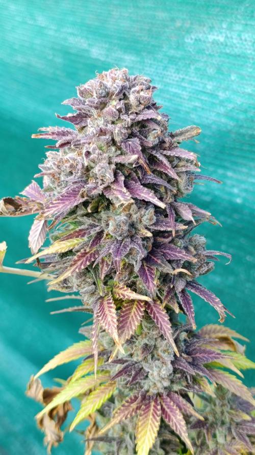 Sour Puffs Xpertnutrients. Week 17