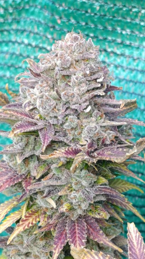Sour Puffs Xpertnutrients. Week 17