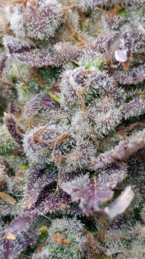 Sour Puffs Xpertnutrients. Week 17