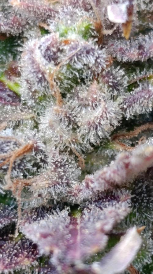 Sour Puffs Xpertnutrients. Week 17
