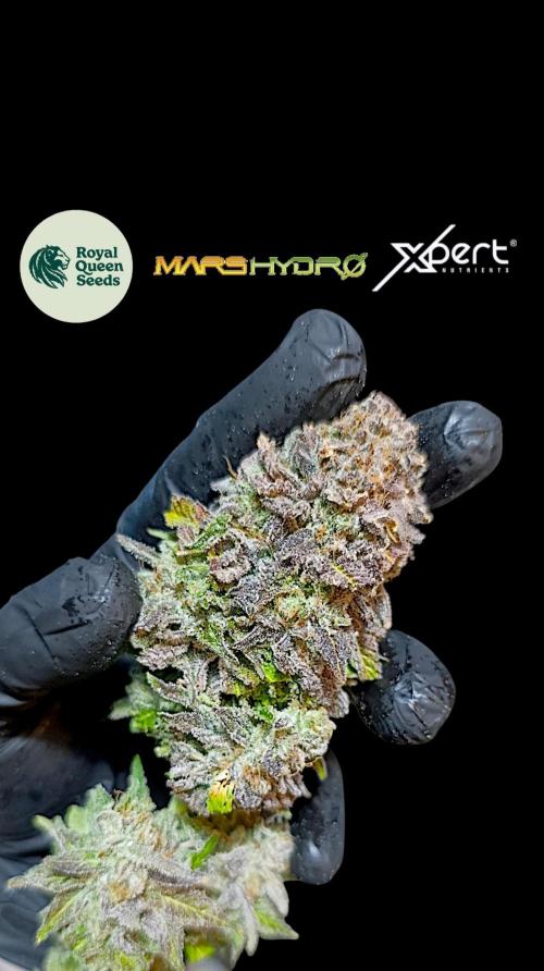 Isla Mirage Xpertnutrients. Week 17