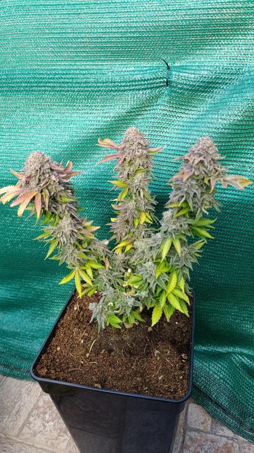 Isla Mirage Xpertnutrients. Week 17