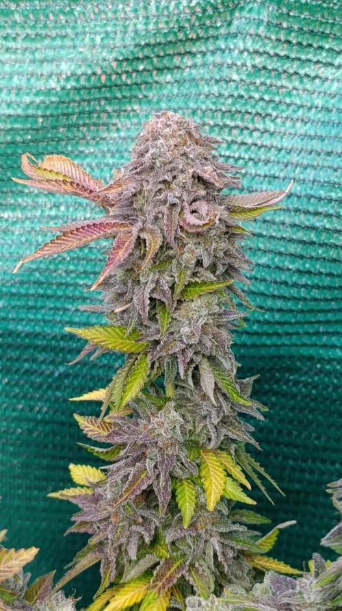 Isla Mirage Xpertnutrients. Week 17