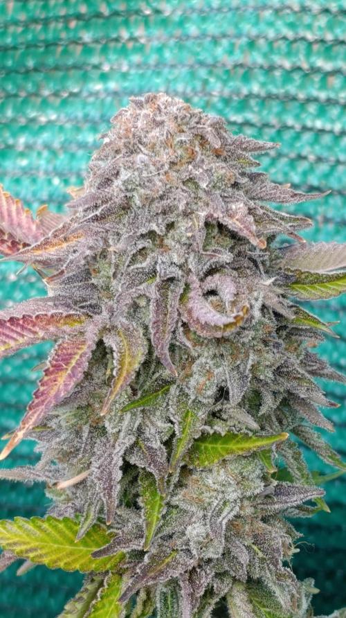 Isla Mirage Xpertnutrients. Week 17