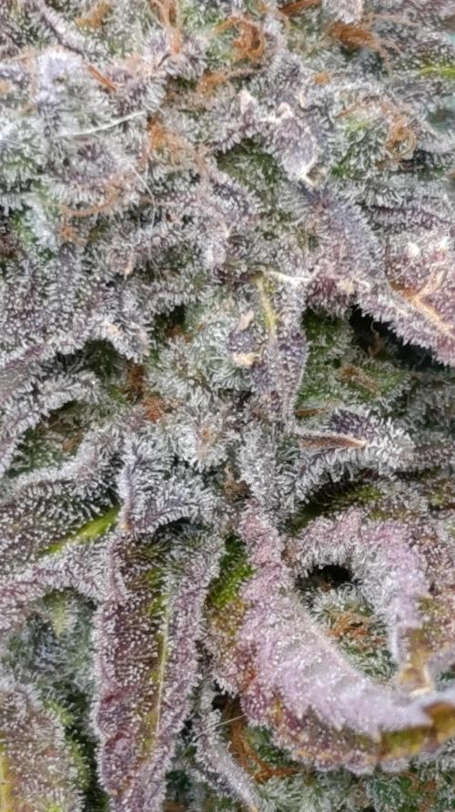 Isla Mirage Xpertnutrients. Week 17
