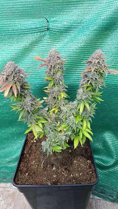 Isla Mirage Xpertnutrients