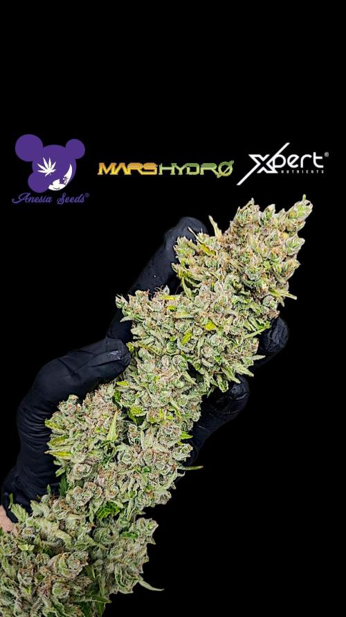 Privileged Baddie Xpertnutrients. Week 17