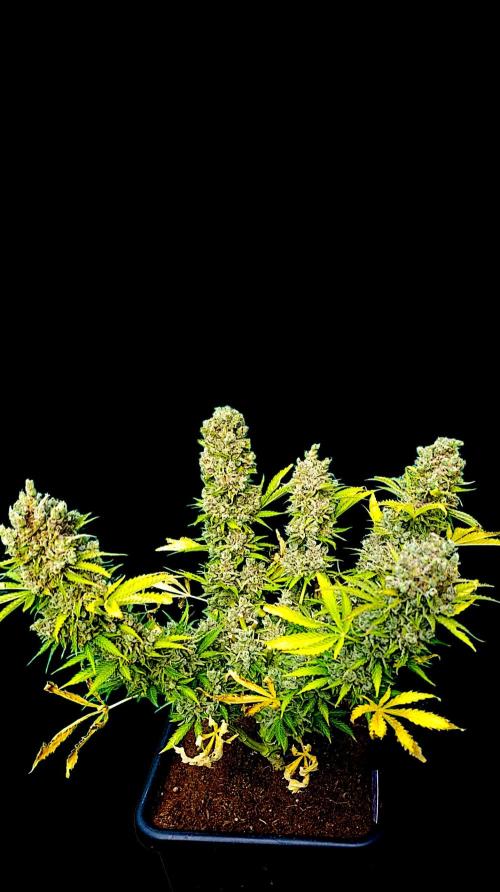 Privileged Baddie Xpertnutrients. Week 17