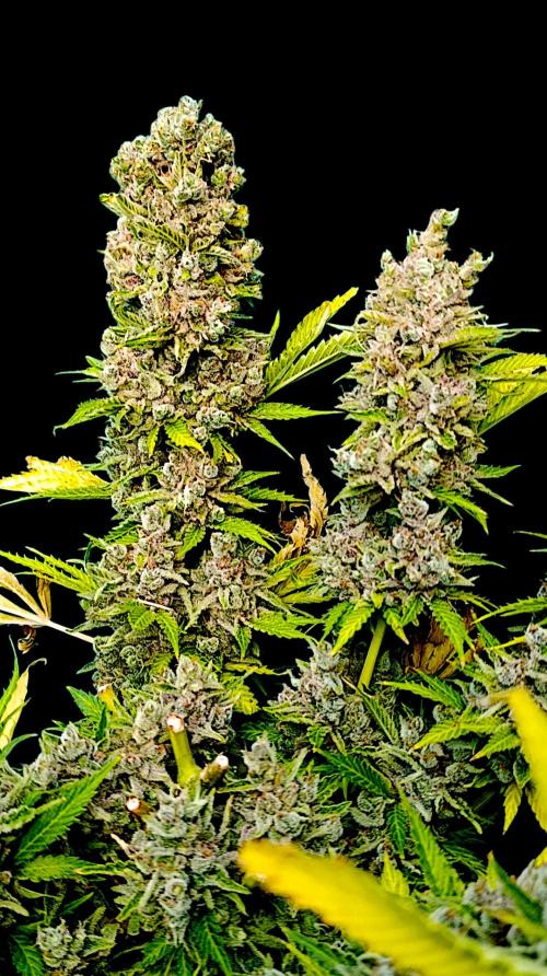 Privileged Baddie Xpertnutrients. Week 17