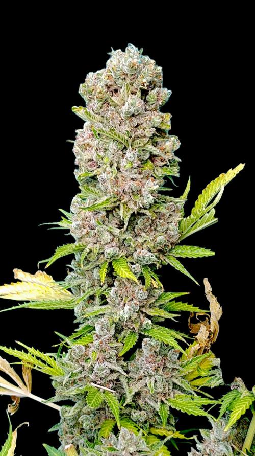 Privileged Baddie Xpertnutrients. Week 17