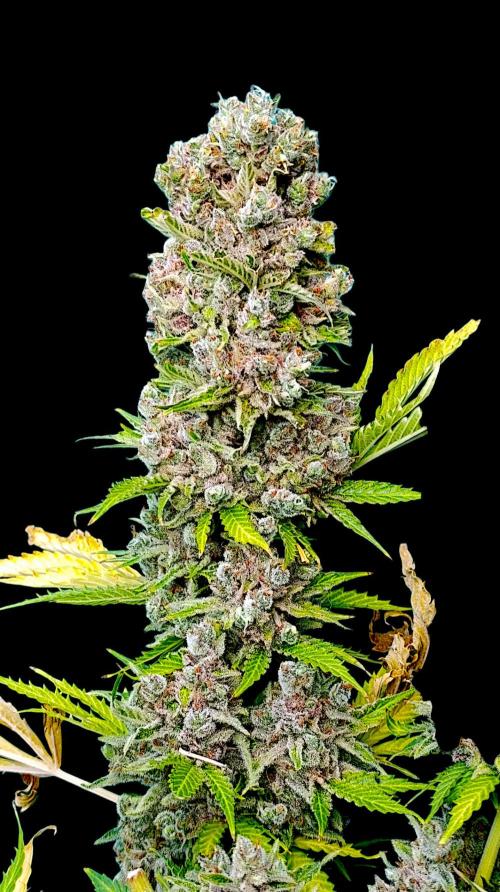 Privileged Baddie Xpertnutrients. Week 17