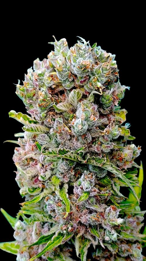 Privileged Baddie Xpertnutrients. Week 17
