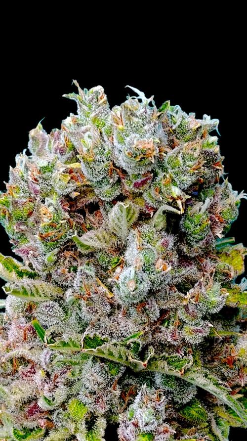 Privileged Baddie Xpertnutrients. Week 17