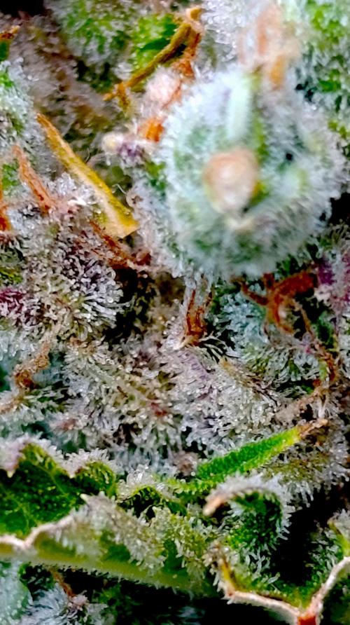 Privileged Baddie Xpertnutrients. Week 17