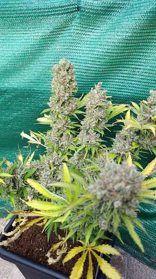 Privileged Baddie Xpertnutrients