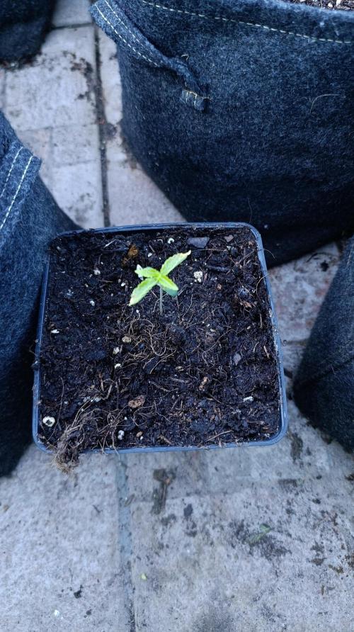 Z42 Limited Edition. Week 2