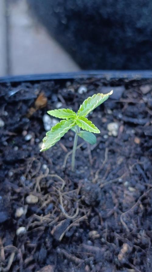 Z42 Limited Edition. Week 2