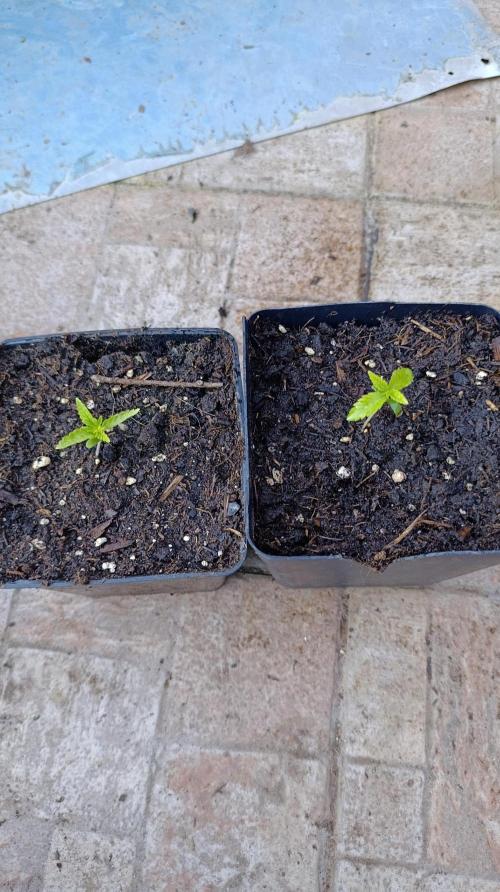 Super Lemon Cherry. Week 2